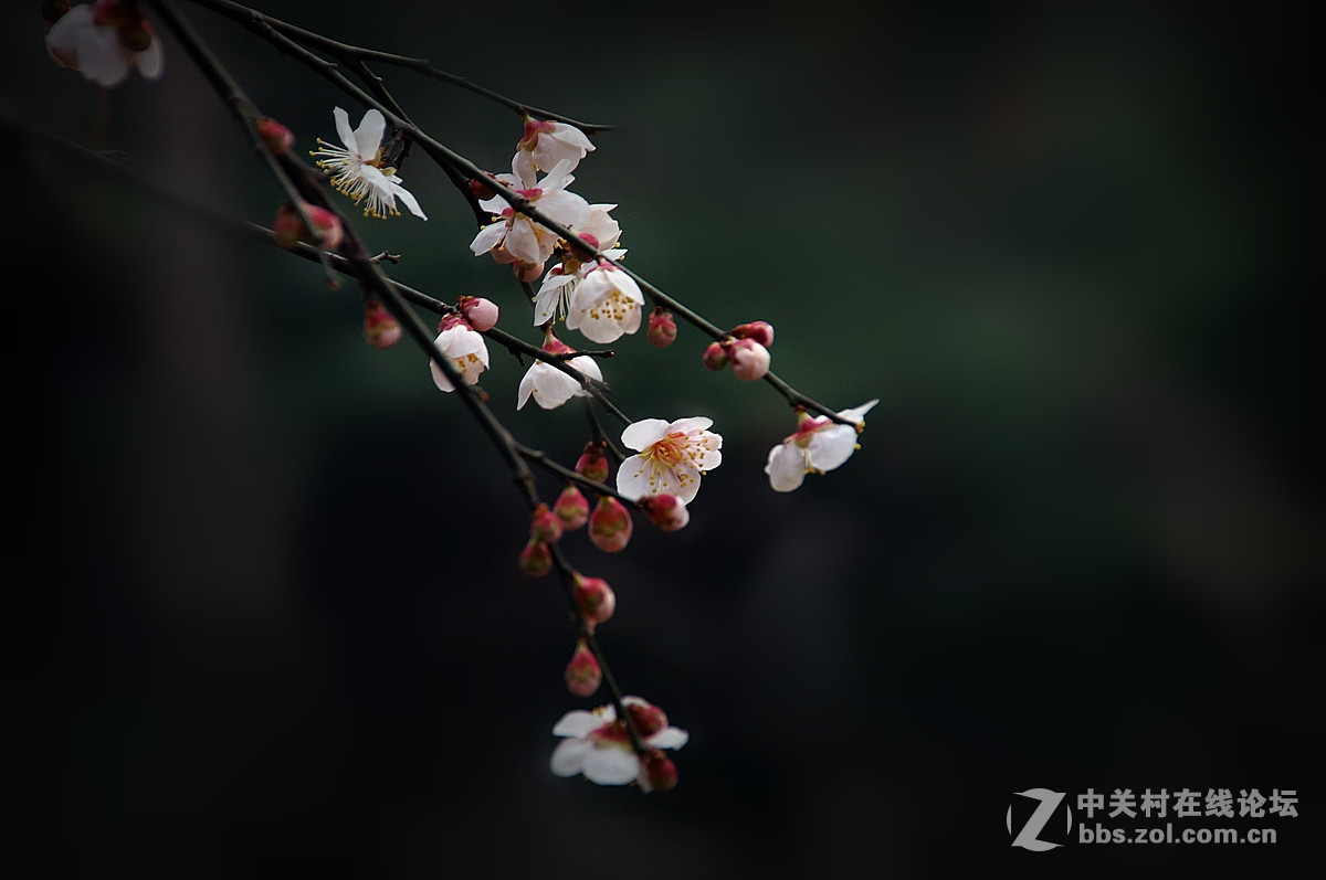 红梅庆春---一片丹心向阳开。