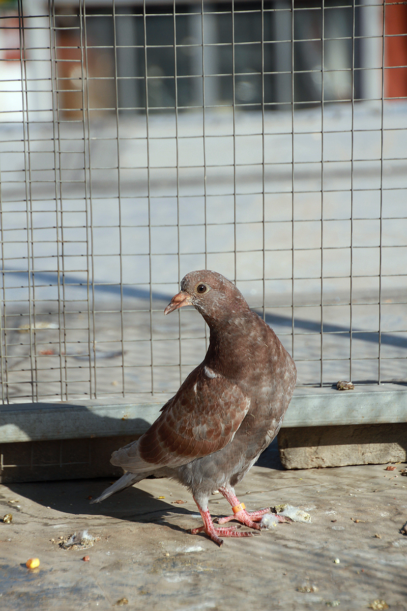 20115年元月十一日孩子和鸽子 雏鸽