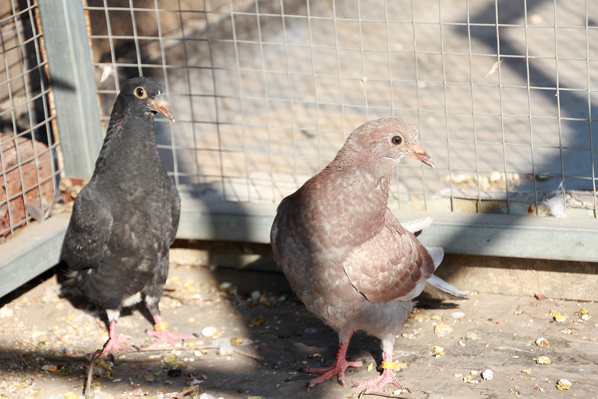 20115年元月十一日孩子和鸽子 雏鸽