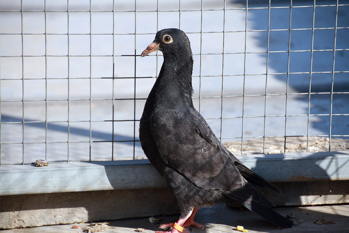 20115年元月十一日孩子和鸽子 雏鸽
