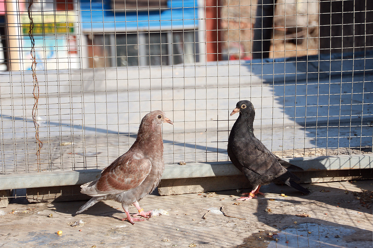 20115年元月十一日孩子和鸽子 雏鸽