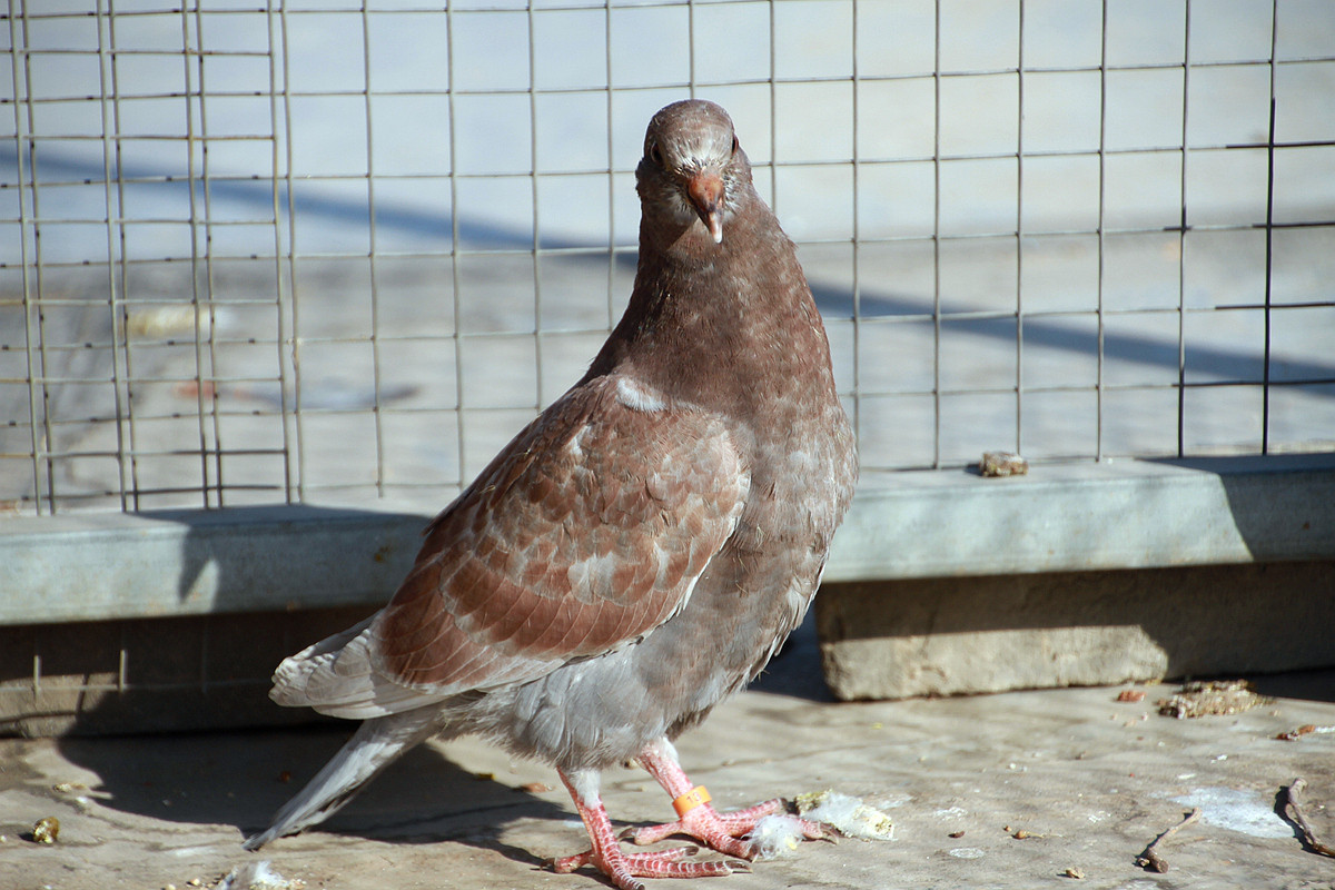 20115年元月十一日孩子和鸽子 雏鸽