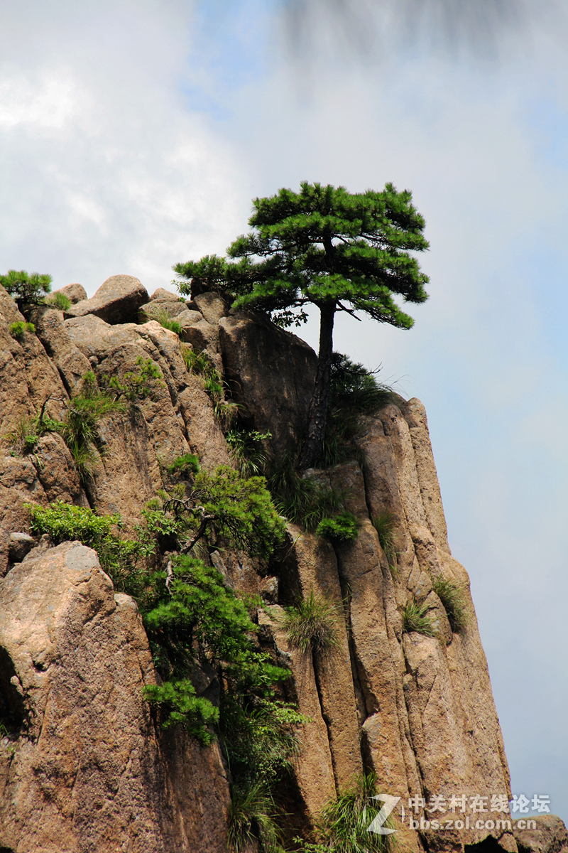 黄山之秀---黄山松-中关村在线摄影论坛