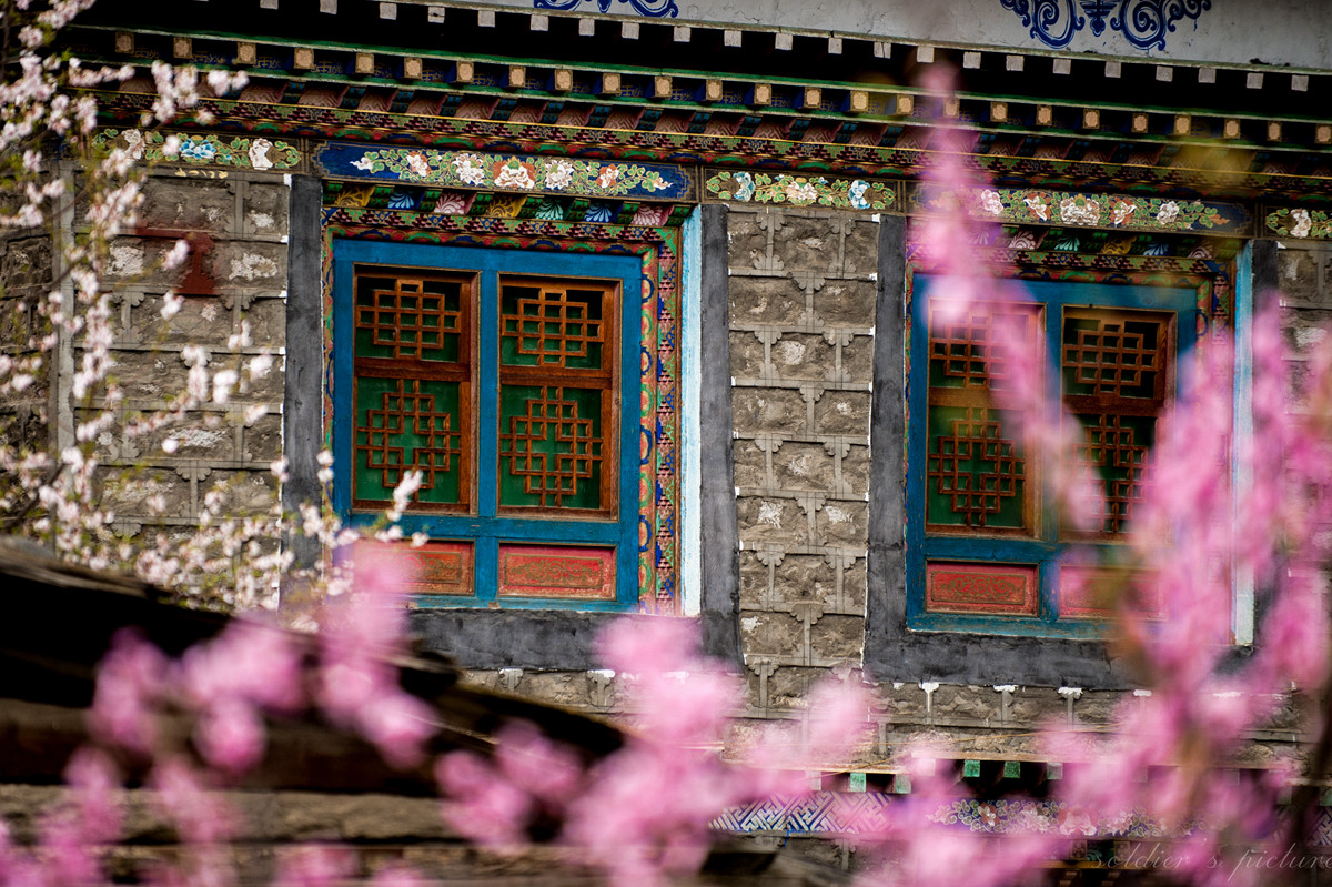 #我镜头下最美的花儿#——林芝桃花