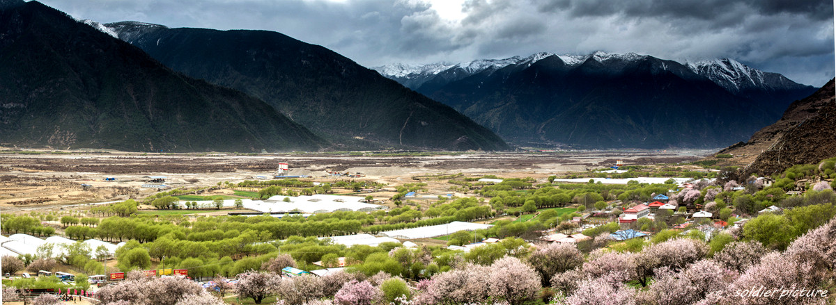 #我镜头下最美的花儿#——林芝桃花