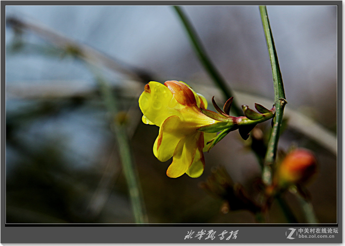 据说叫迎春花