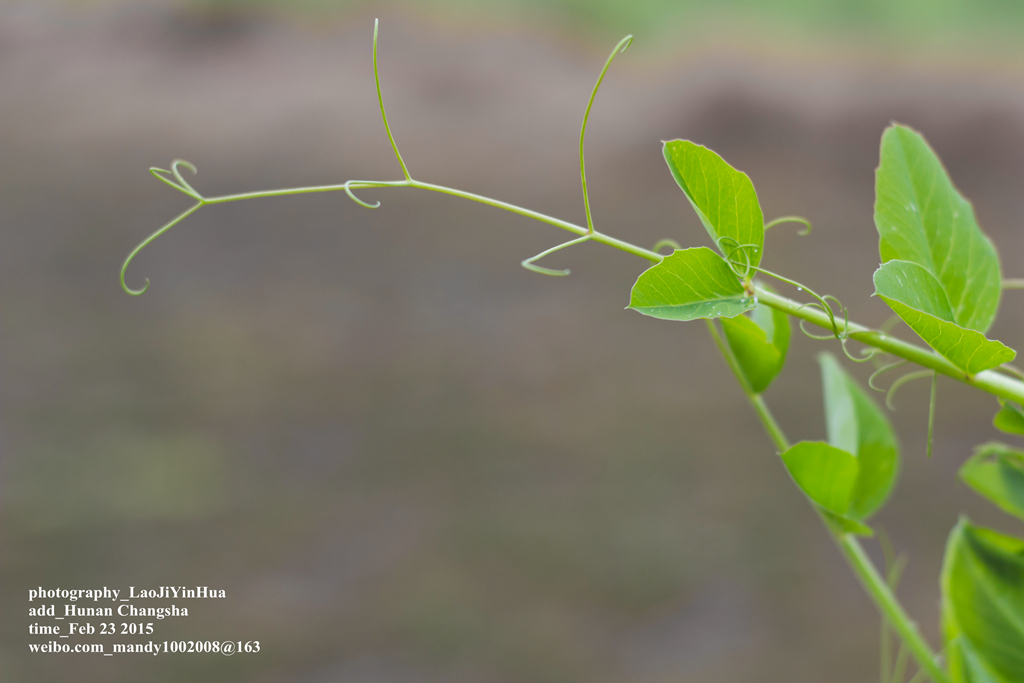 小痰盂2015年开春第一帖