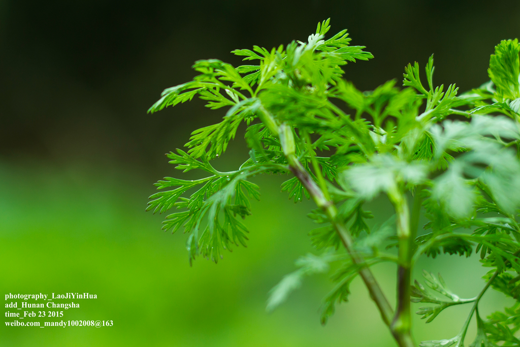 小痰盂2015年开春第一帖