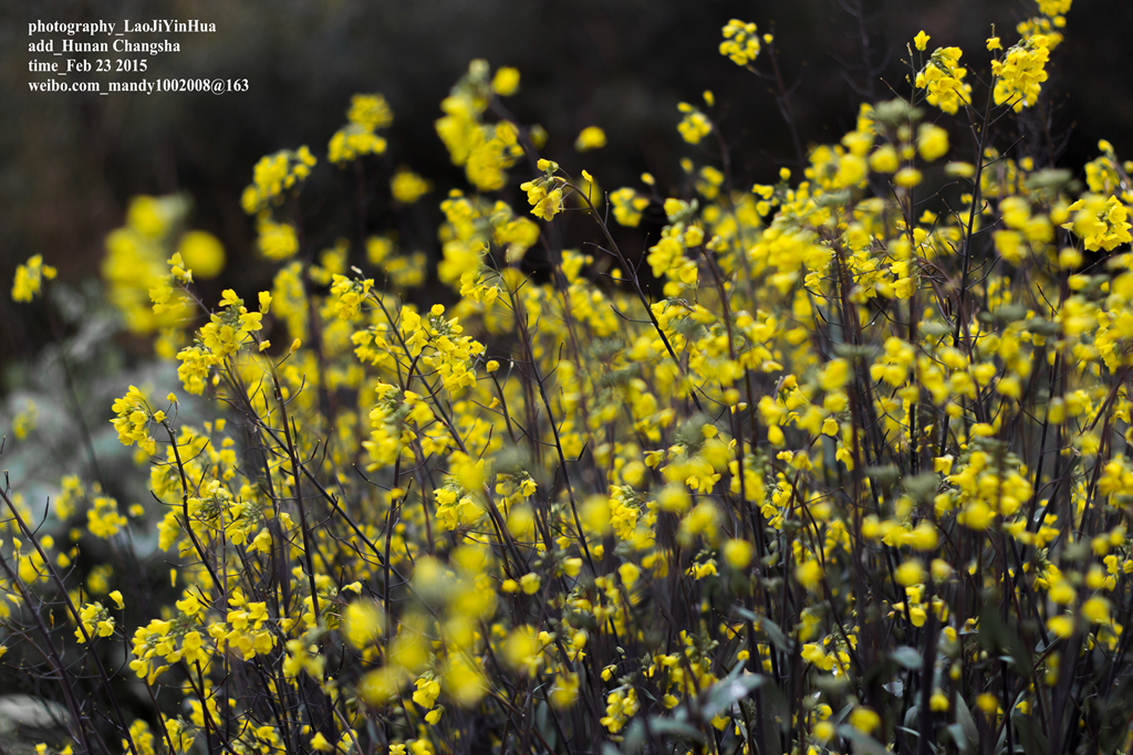 小痰盂2015年开春第一帖