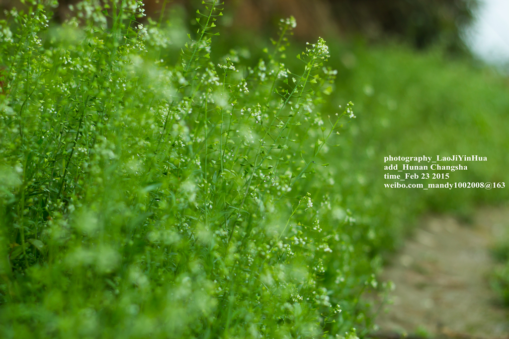 小痰盂2015年开春第一帖