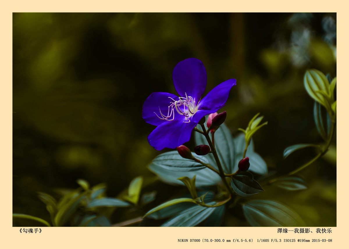 浅谈尼康70-300 VR 3.5-5.6镜头搭配尼康D7000使用感受