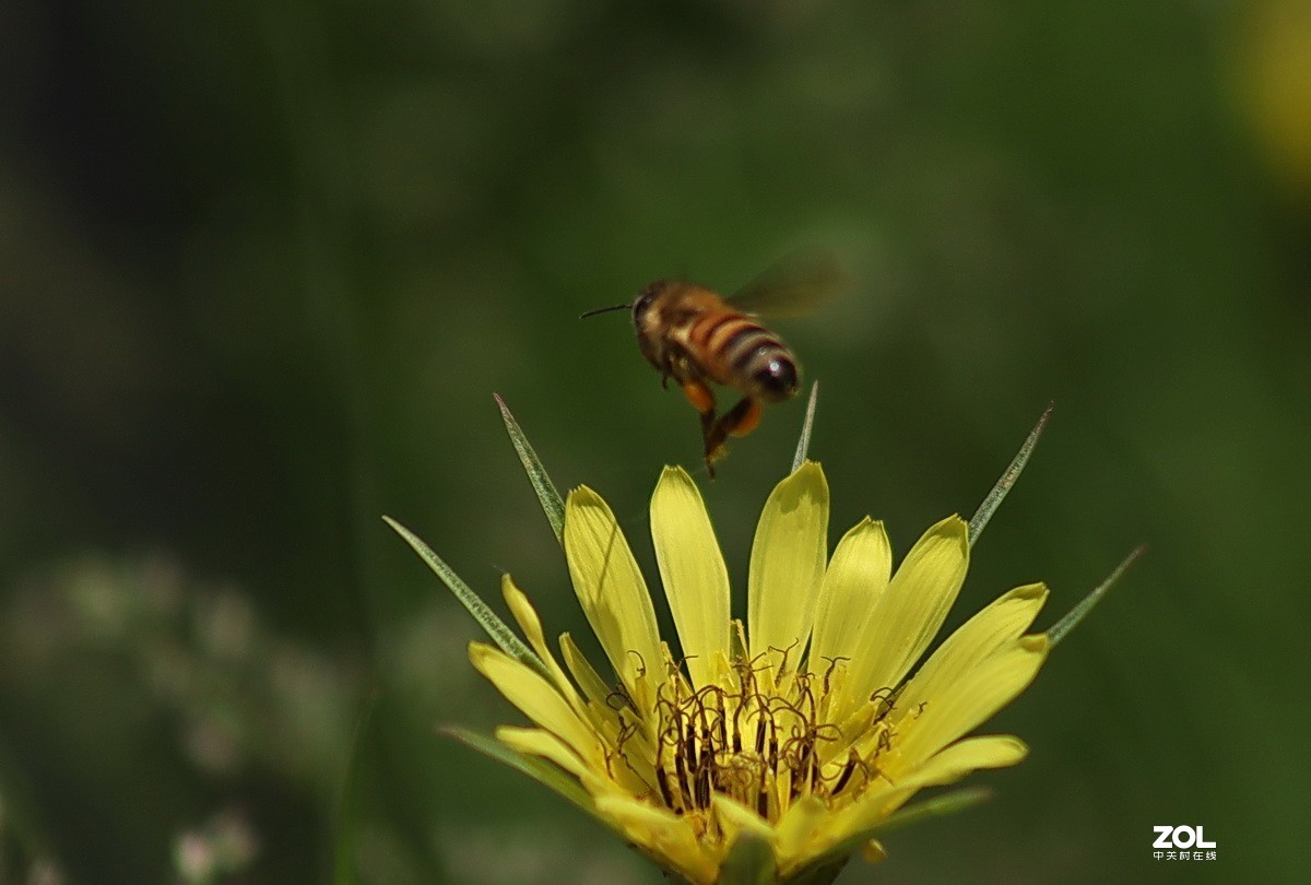 关东百花园216鸦葱花