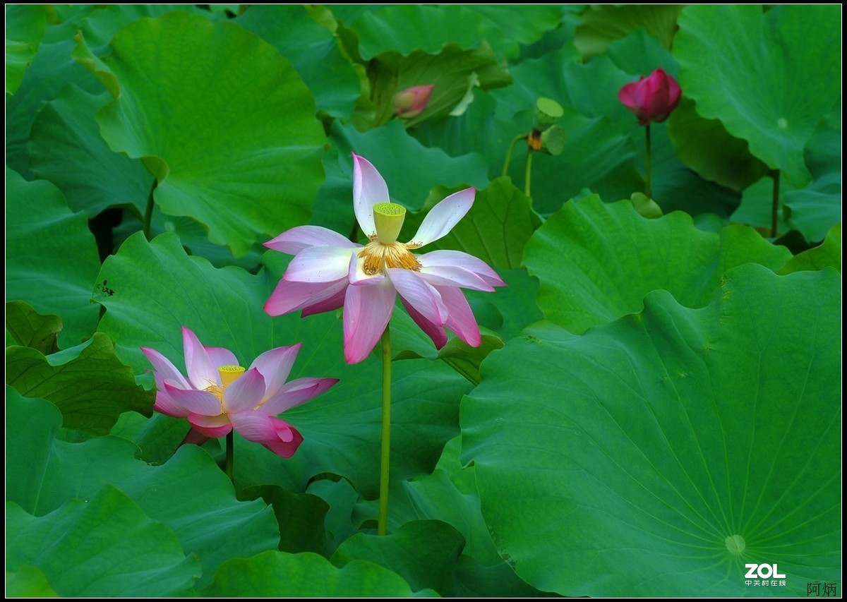 花卉练习（荷花）