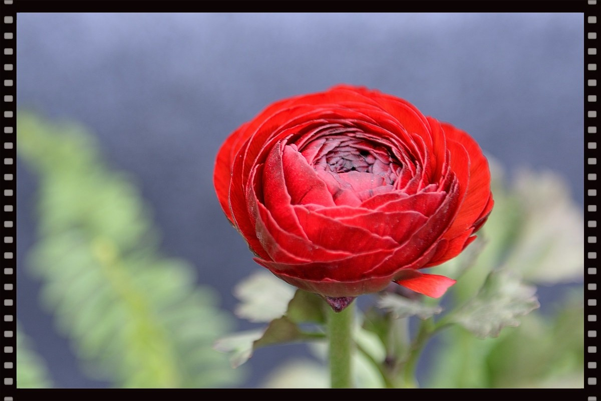 一组芹叶牡丹祝牡丹江星空(中国)红红火火
