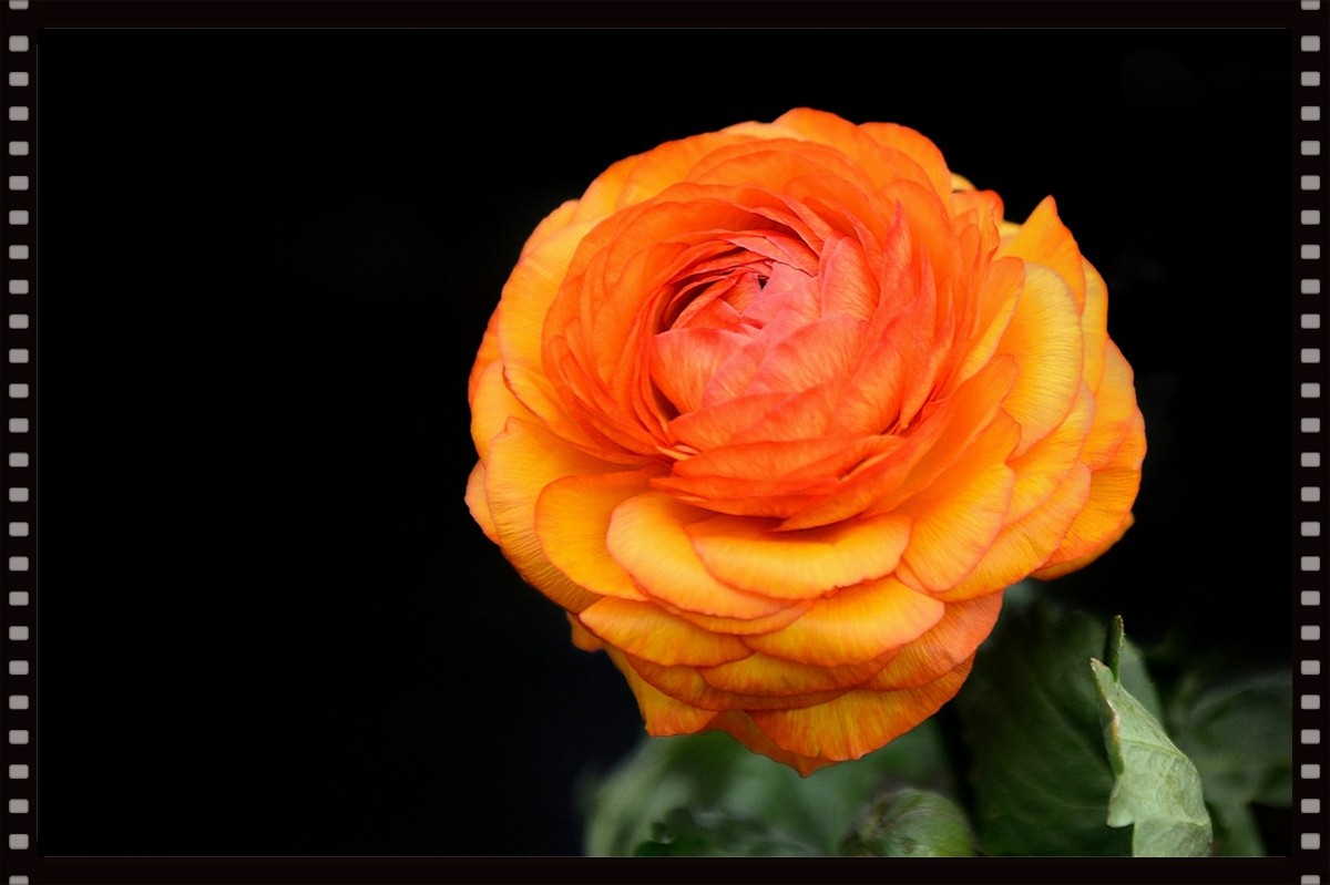 一组芹叶牡丹祝牡丹江星空(中国)红红火火