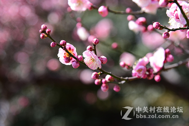 梅花悄悄开