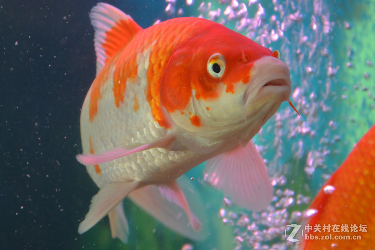 花開富貴年年有餘魚