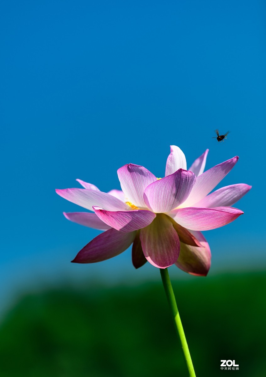 莲叶荷花满塘彩