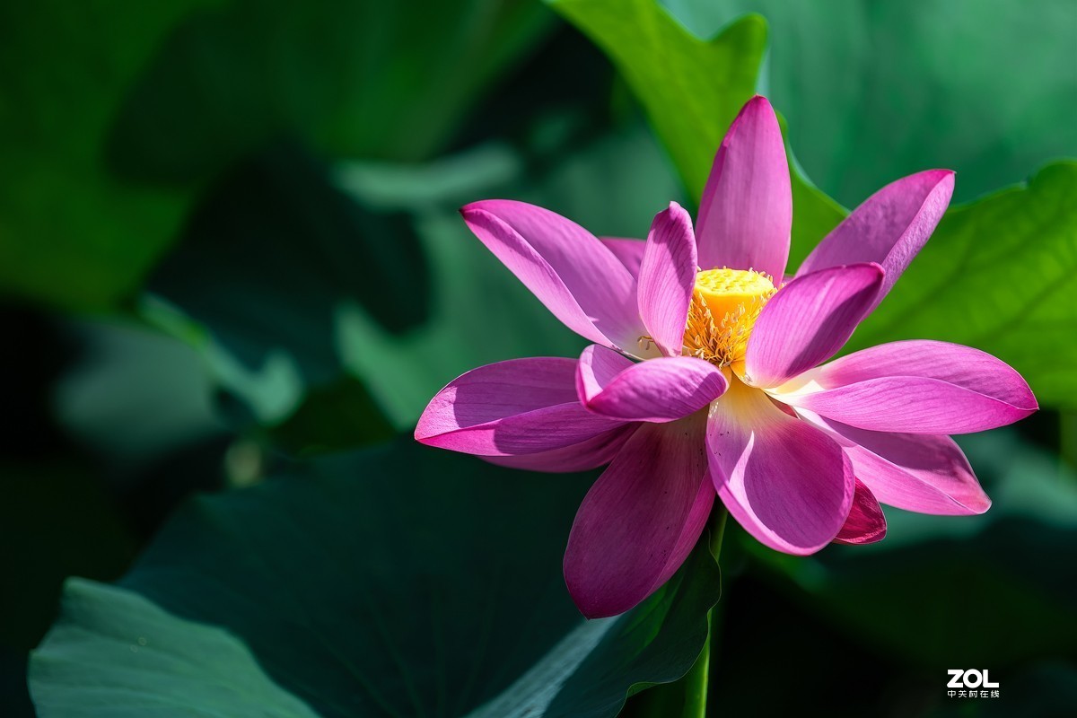 莲叶荷花满塘彩