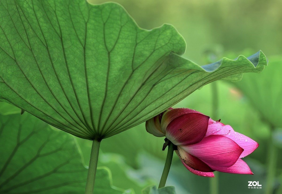 莲叶荷花满塘彩