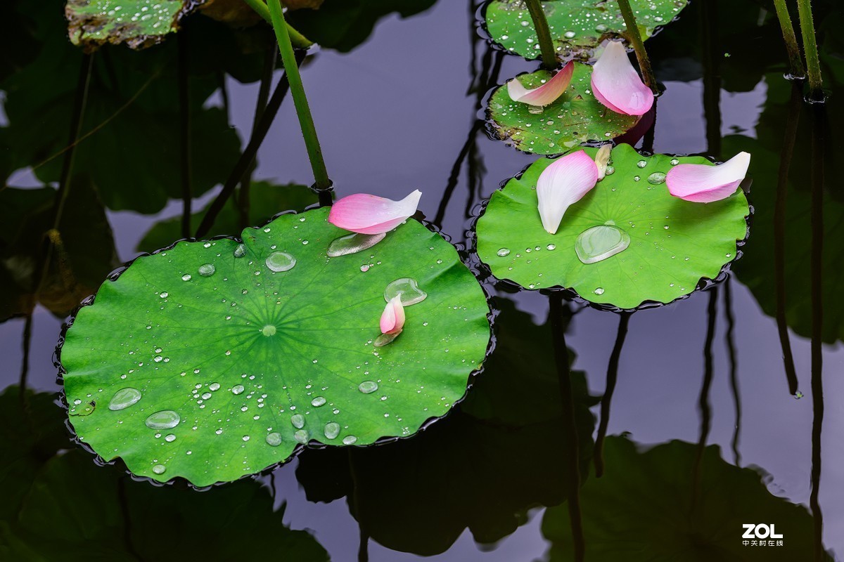 莲叶荷花满塘彩