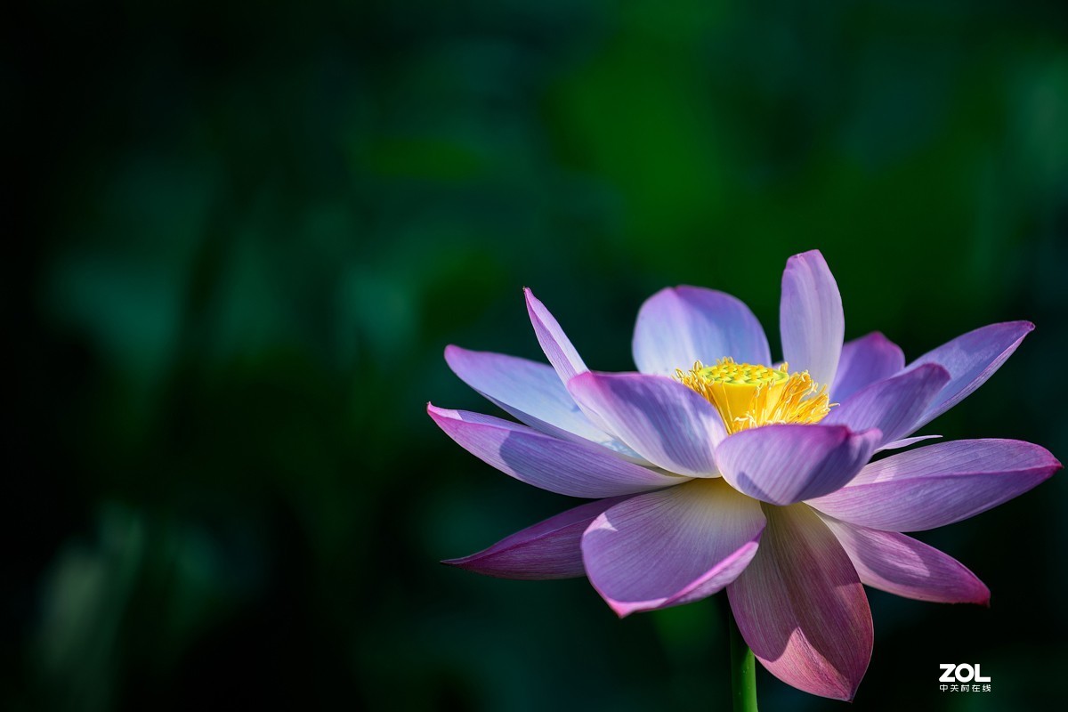 莲叶荷花满塘彩