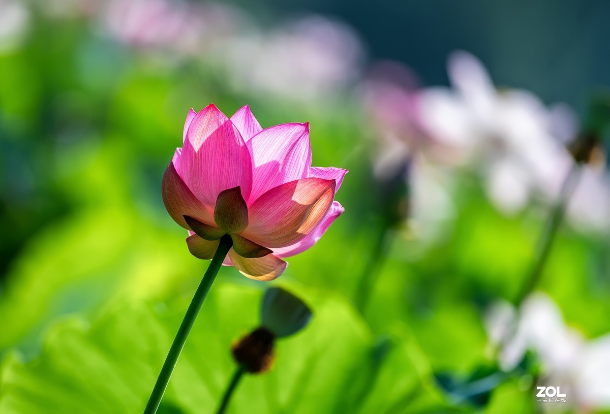 莲叶荷花满塘彩