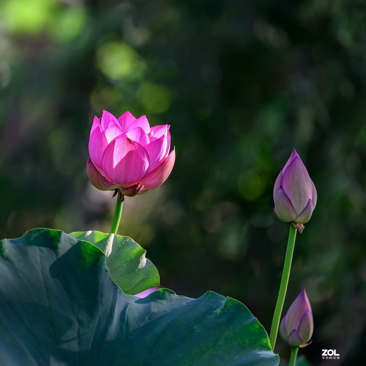 莲叶荷花满塘彩