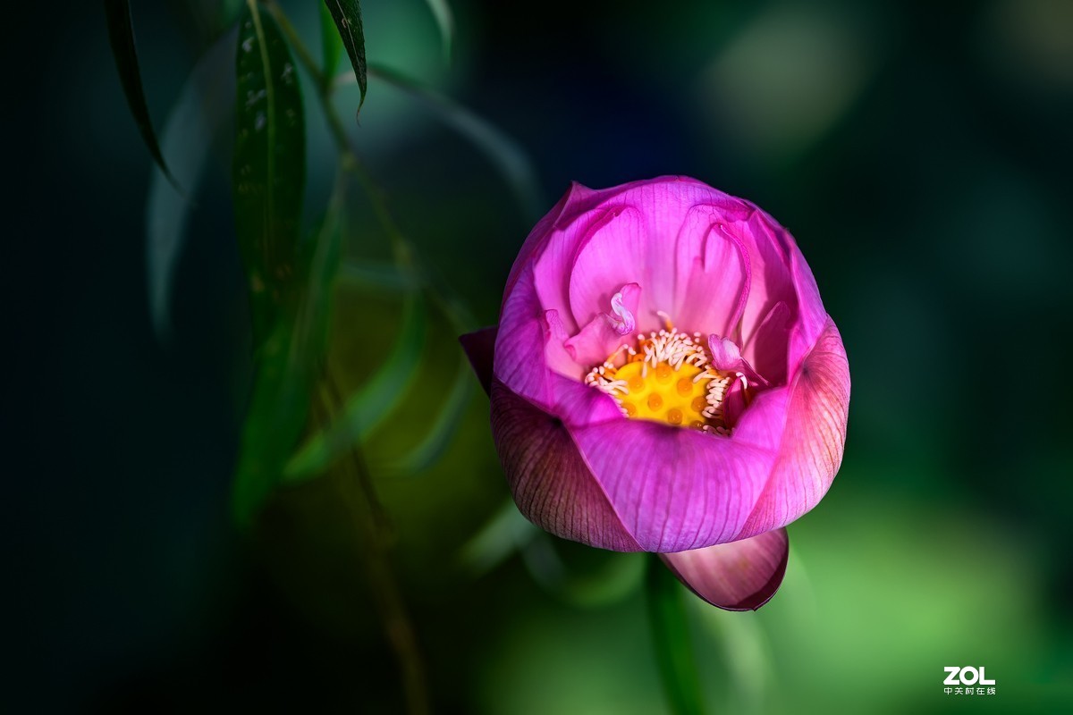 莲叶荷花满塘彩