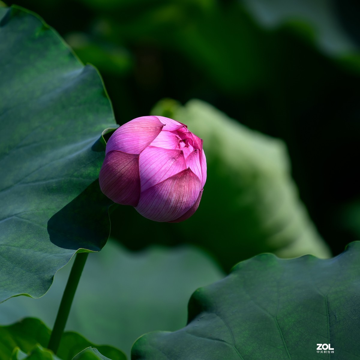 莲叶荷花满塘彩