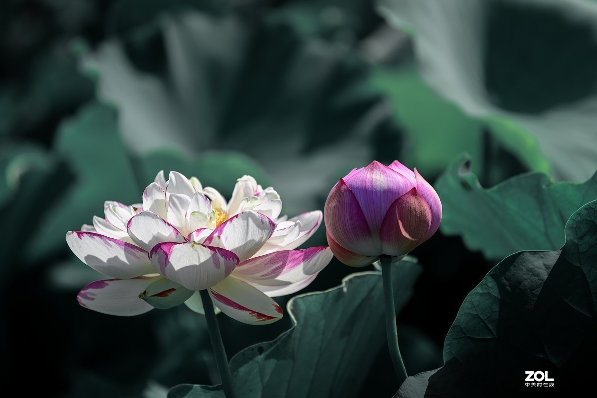 莲叶荷花满塘彩