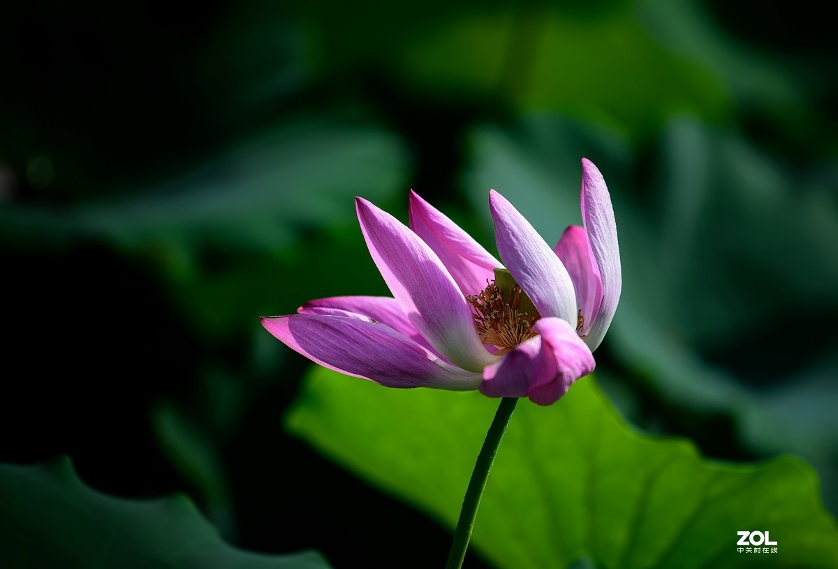 莲叶荷花满塘彩