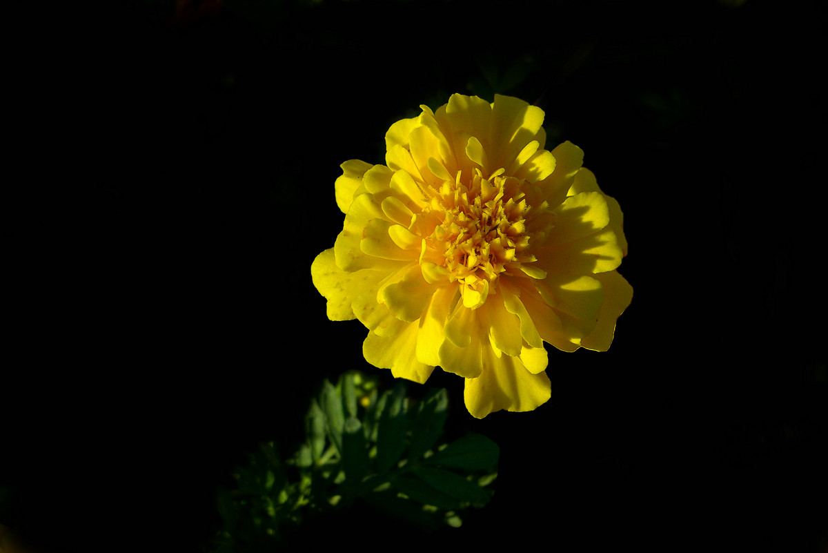 寿星菊
