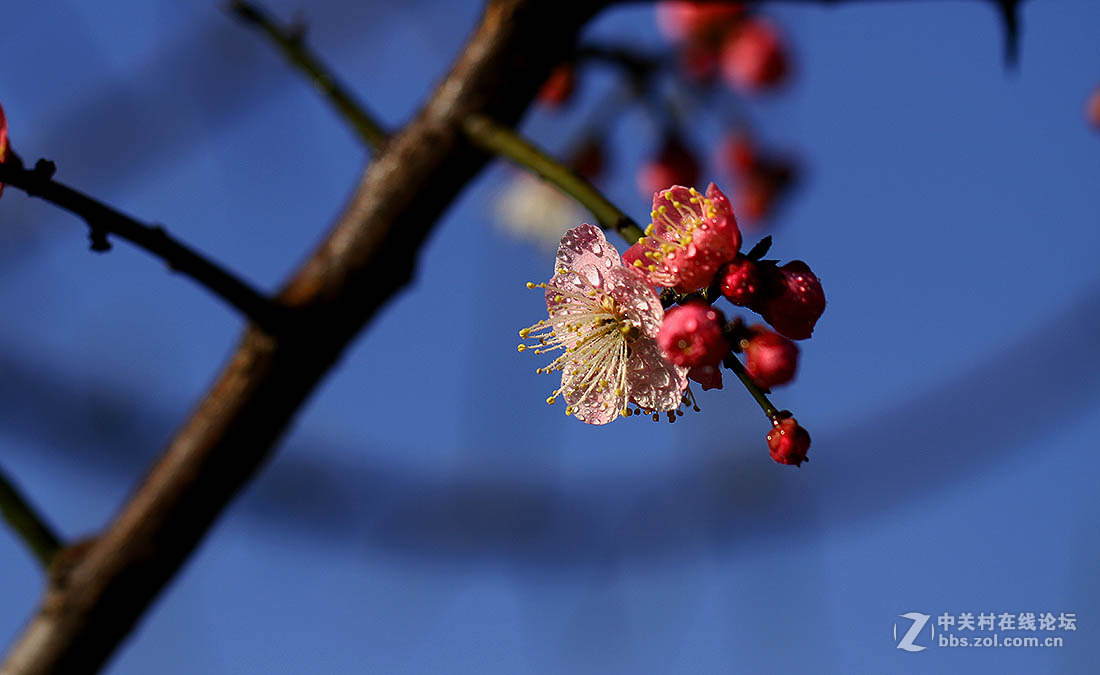 春天的花梅花開了3