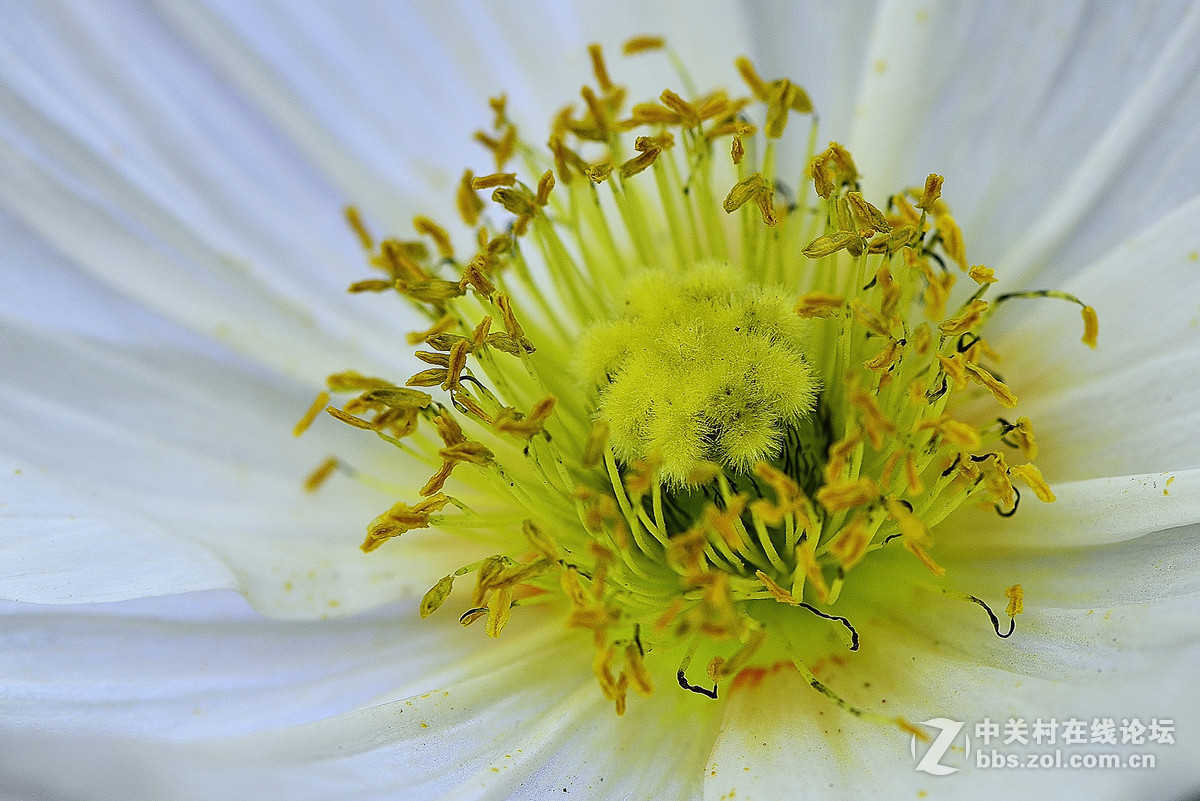 #尼康花卉作品赏析第七期#虞美人之花蕾与花蕊-微距