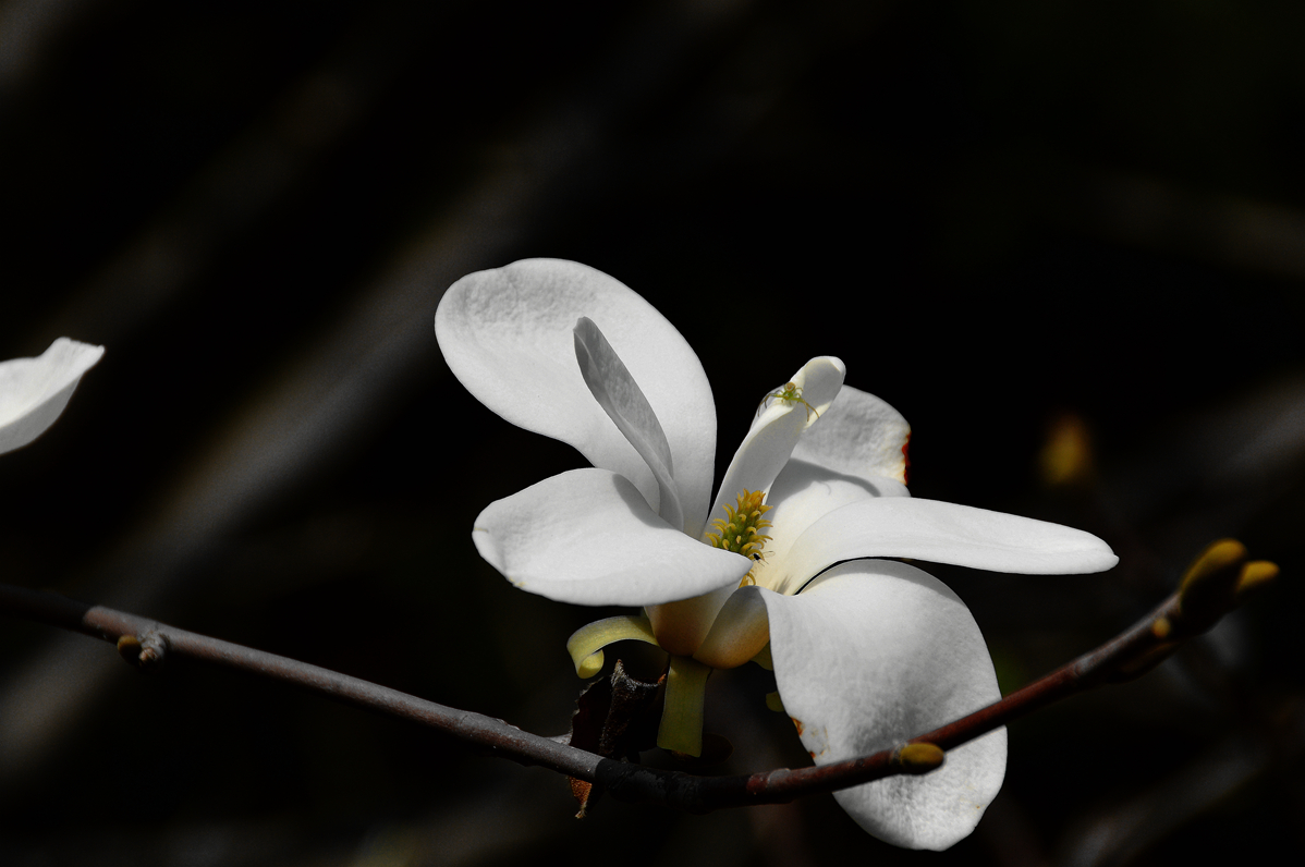 冰清玉洁白玉兰