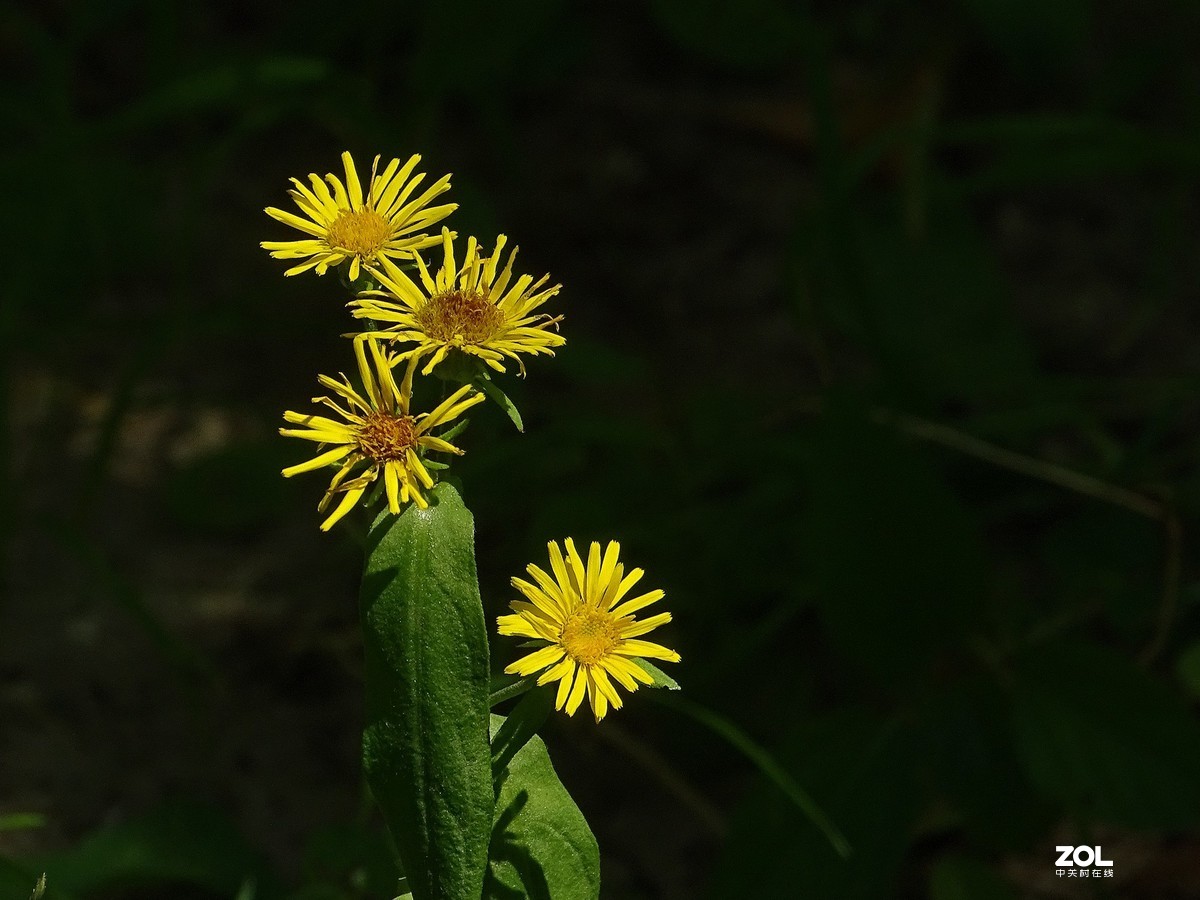 草地上的几朵小花（欧亚旋覆花）