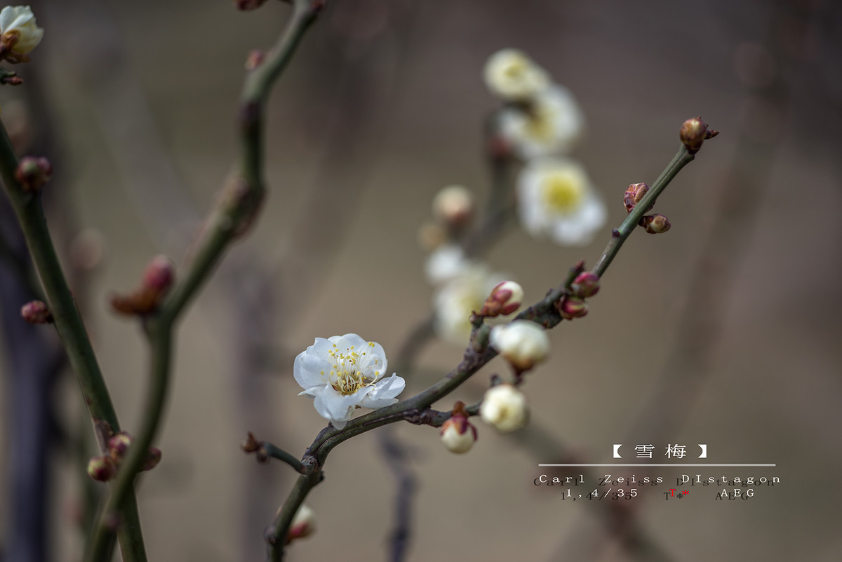 北京的梅花