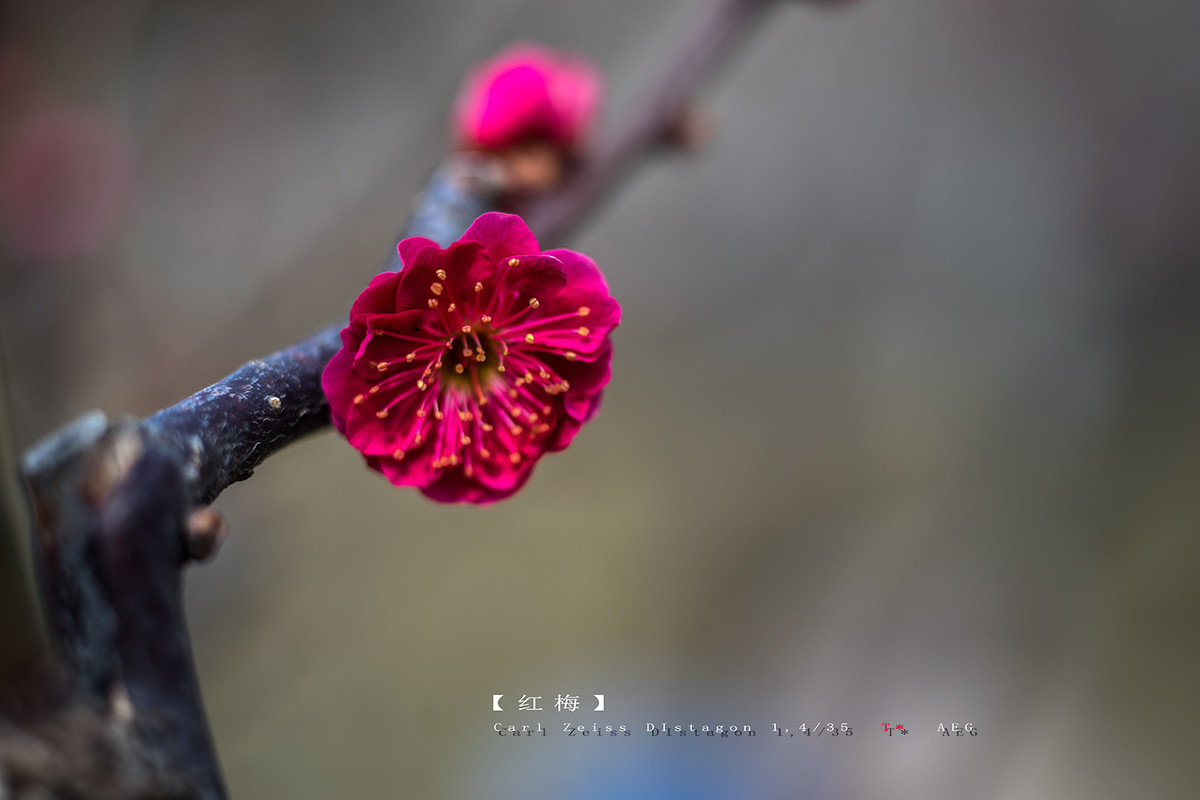 北京的梅花