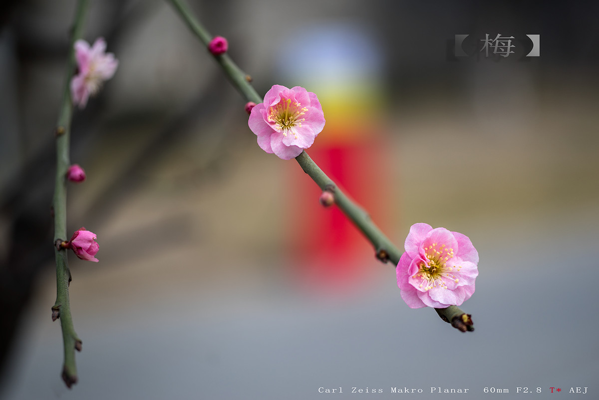 北京的梅花