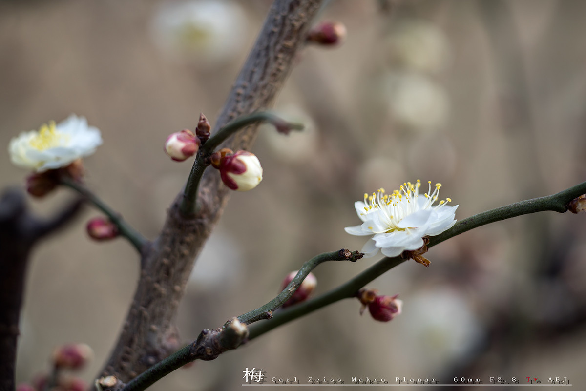 北京的梅花