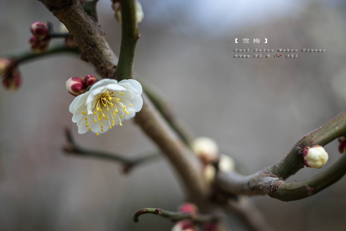 北京的梅花