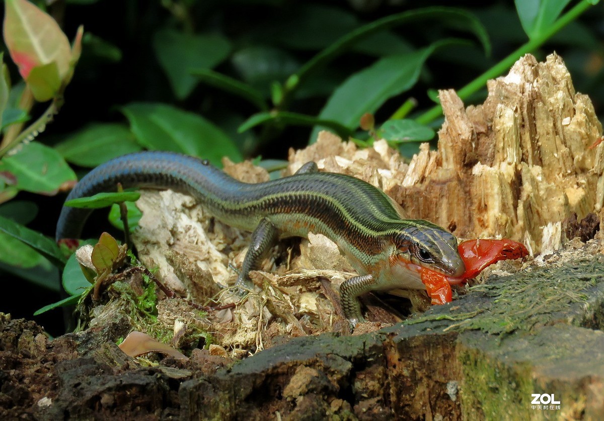 一只吃柿子皮的蜥蜴