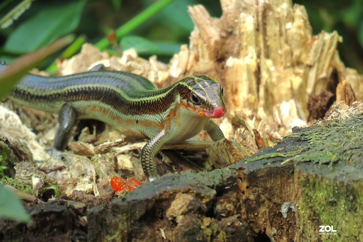 一只吃柿子皮的蜥蜴
