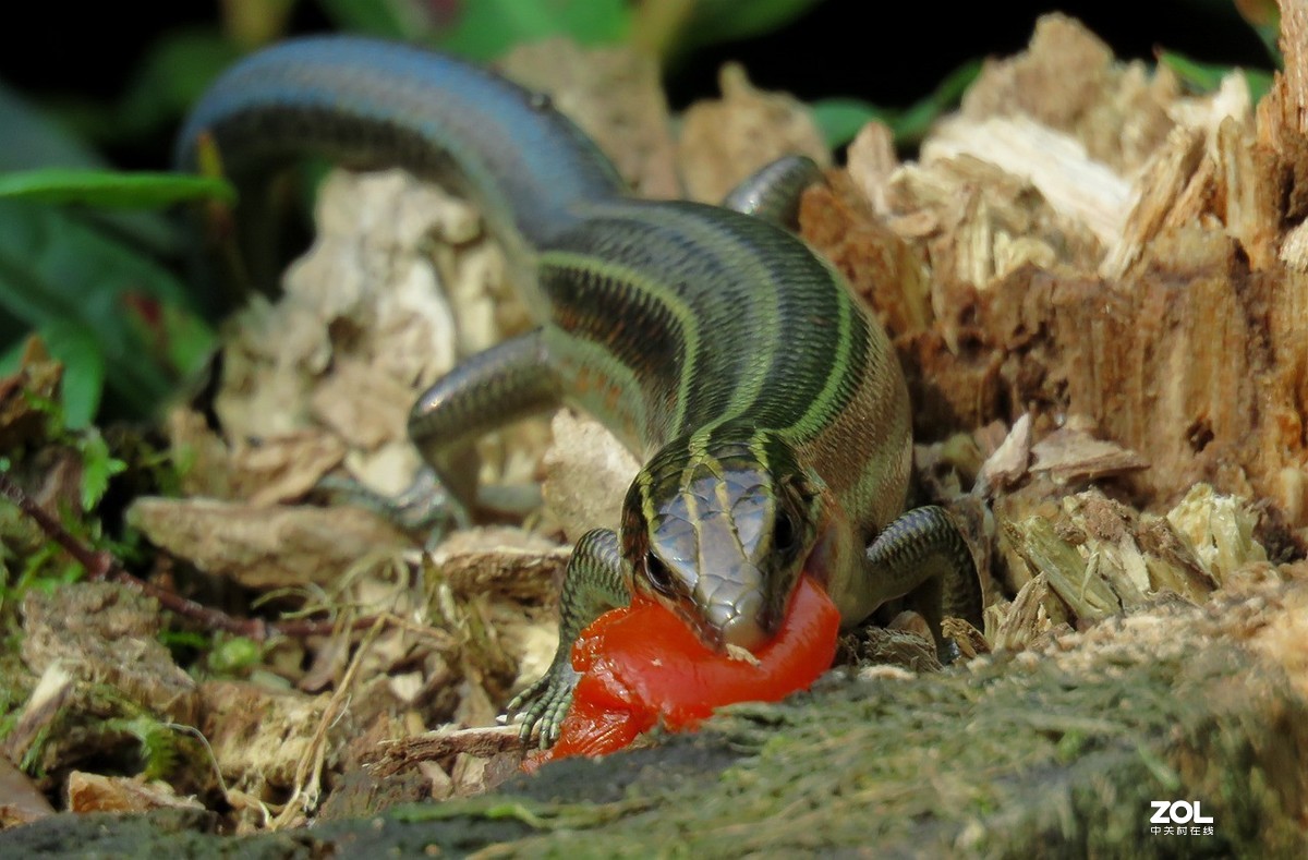 一只吃柿子皮的蜥蜴