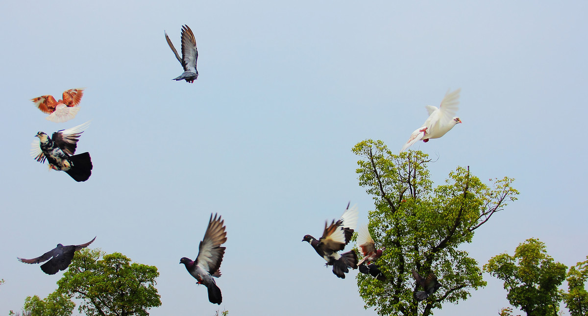 南昌天香园套头拍鸟--飞鸽传书。