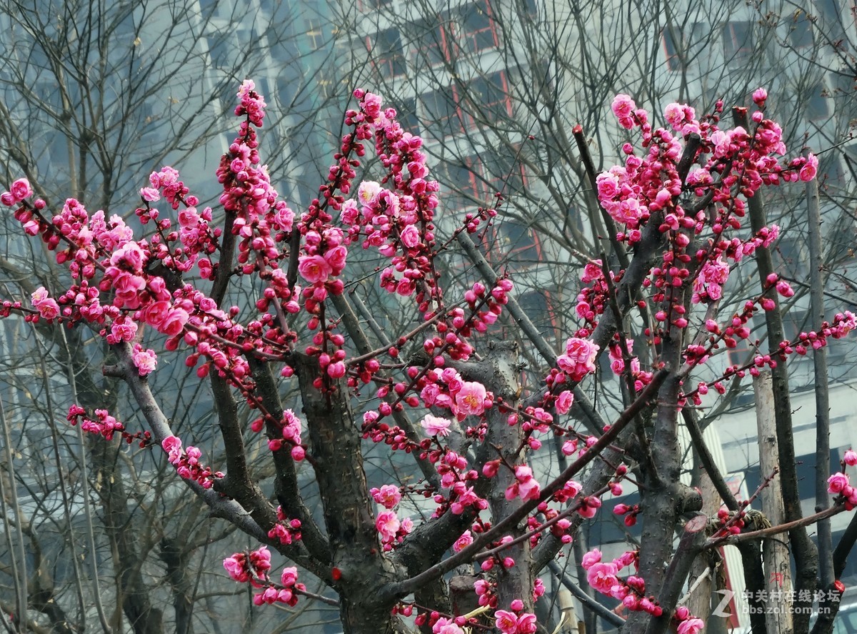 碧桃