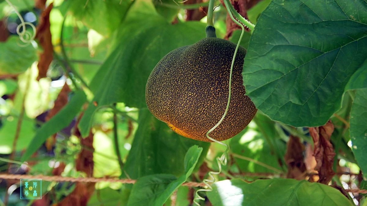 美丽的旅游胜地——马尔代夫（总结篇）