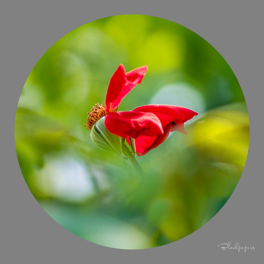 只道花开无十日，此花无日不春风
