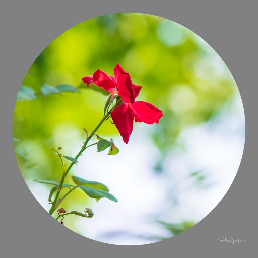 只道花开无十日，此花无日不春风